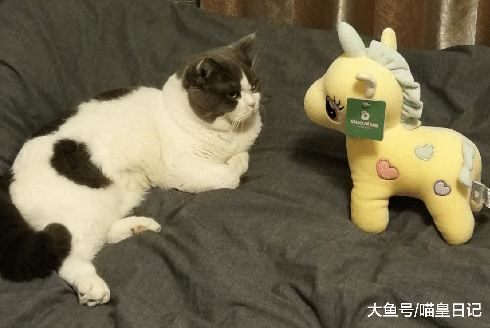 多猫家庭需要注意这四件事，给每只喵星人独立的空间才是正确的