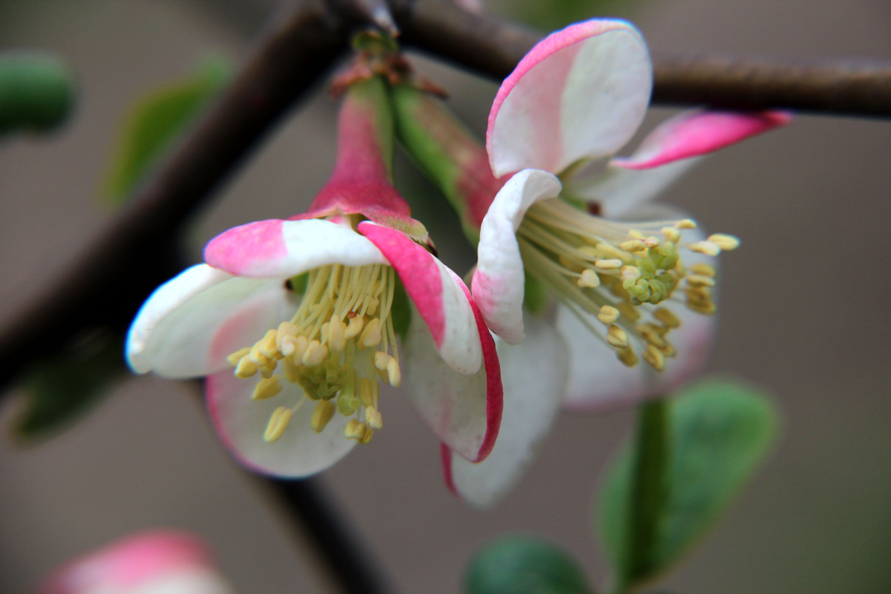 秋海棠的正确养殖方法有哪些，这里知道来看看吧