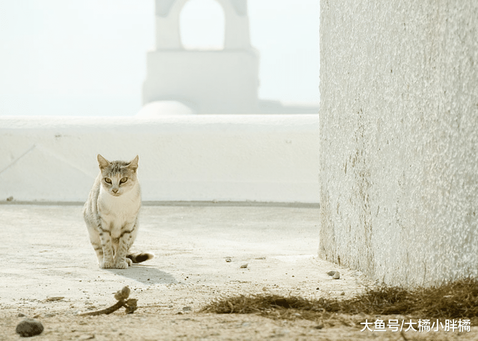 “养猫很轻松”是真的吗？这3件事情比养狗轻松，却也少不了麻烦