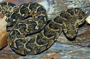 动物世界：盘点世界上体型最大的八种毒蛇