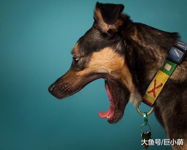 狗狗生活的4大压力，全都因为主人，压力过大肯定会生病