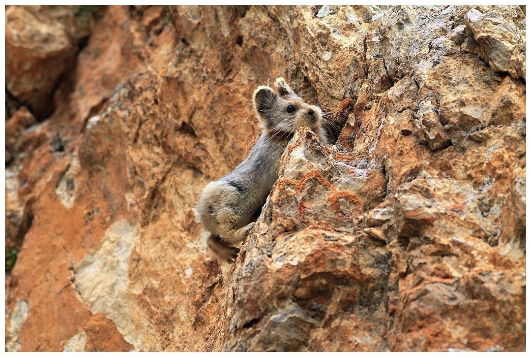 这种兔子只有我国才有, 36年前才被发现, 外国人说它是精灵