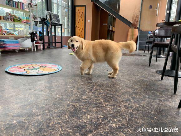 金毛正在缠着主人玩儿, 金毛: 有猫, 我要去找它玩!