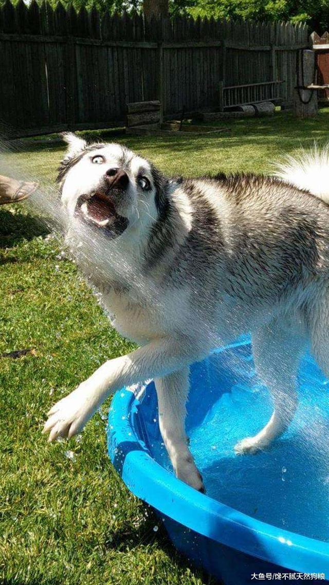 养二哈的体验，网友：二哈“表情帝”的称号的确是名不虚传