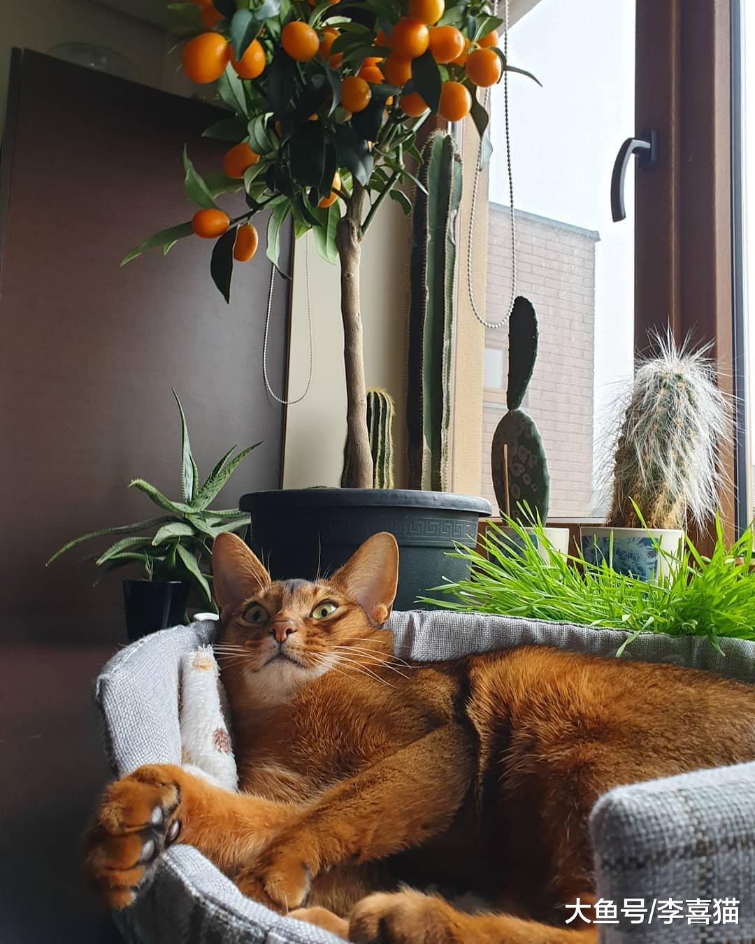 猫咪中也有行走的表情包，阿比西尼亚猫在这方面就不逊色于哈士奇