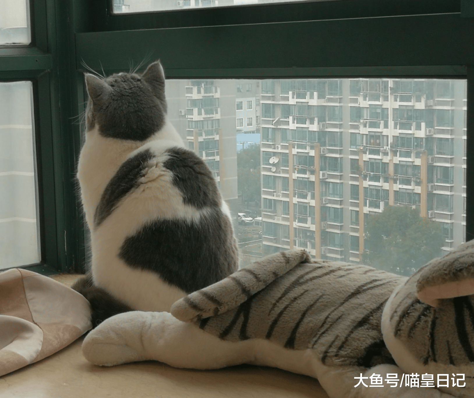 家里的喵星人经常有这五种表现，说明我是这个家里它很喜欢的人