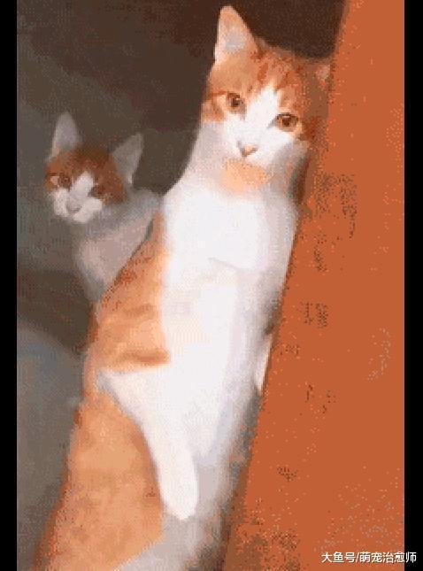 主人正在通洗手池管道, 家里的猫咪全都围观过来: 铲屎的傻了吗?