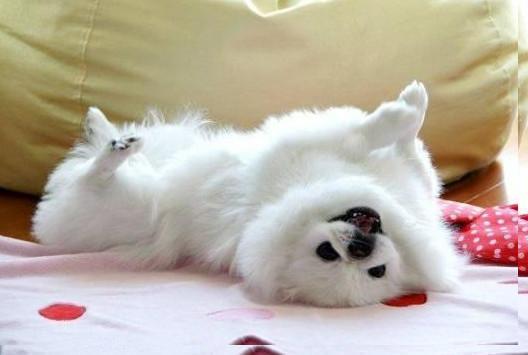 物狗经常做的小动作，你了解多少？养狗需要知道的小知识