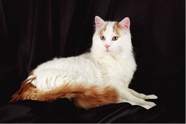 土耳其梵猫，一只高贵美丽的半长毛猫，并且不怕水