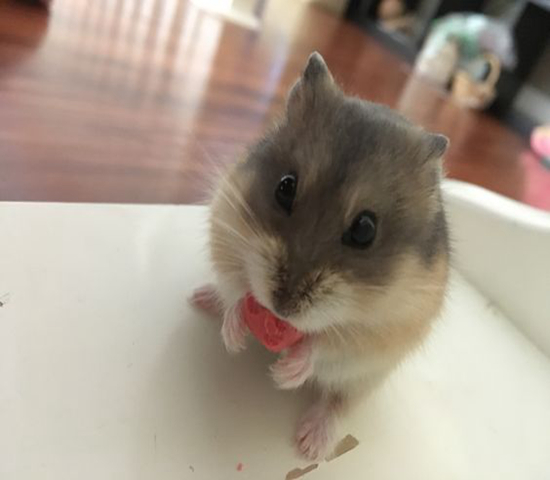 仓鼠骨折难预防？不想事后心累，全靠这4项措施来防范