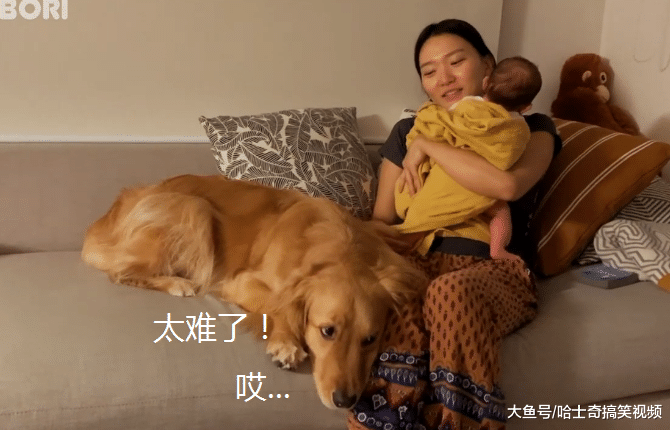 女主人生了宝宝，金毛总是“愁眉苦脸”，是不是不要我了？