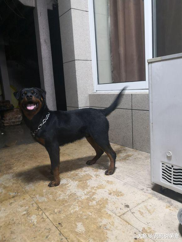 罗威纳发现有人翻墙，刚要叫发现是主人偷偷翻墙要出去