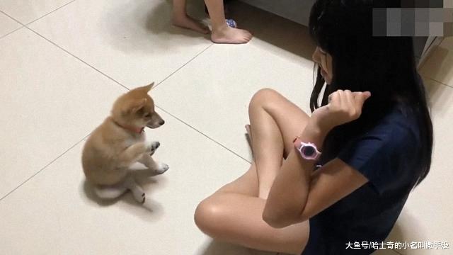 女孩拉着狗狗玩剪刀石头布，连赢12把，气的狗狗都不搭理她了