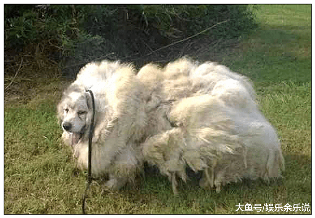 女主怀孕，把萨摩送回农村老家，一年后来接时肠子都悔青了！