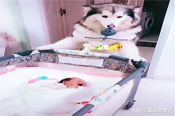 金毛照顾小主人，听到哭声就叼起玩具去哄他，汪：这届孩子真难带