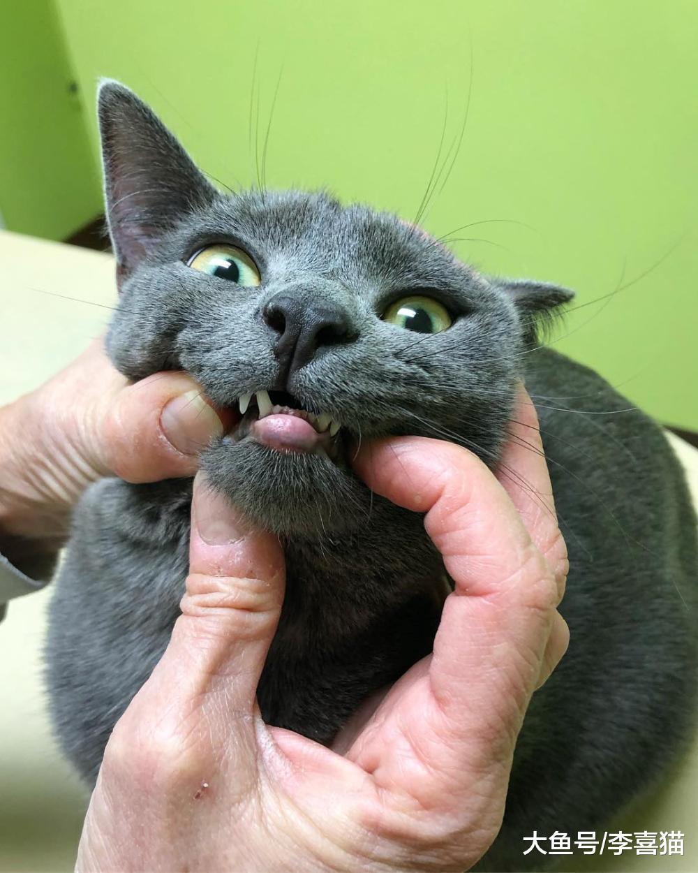 貓咪得了口炎要根據實際情況治療，為了治愈全口拔牙也未嘗不可