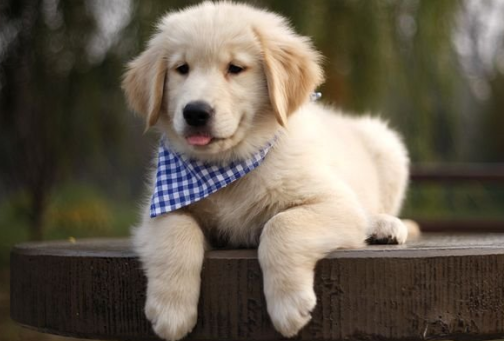 28只小奶狗围在身边，金毛被吓得到处躲，狗子：都是我生的？