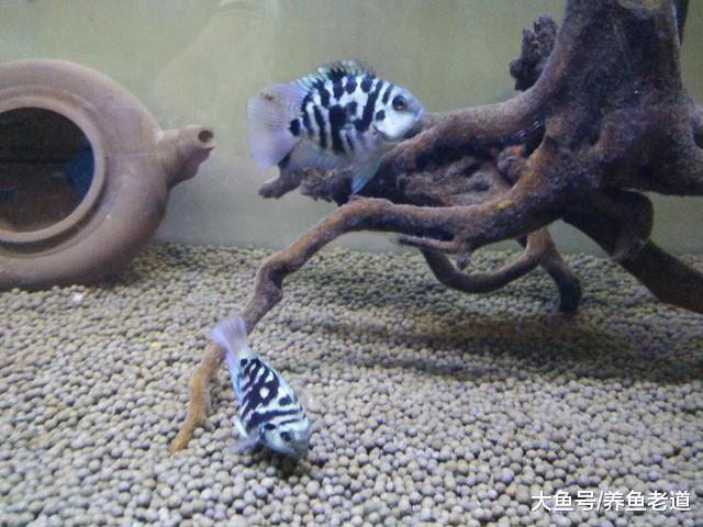 如何打造小型观赏鱼的爆缸饲养模式？注意以下几点，就会很轻松