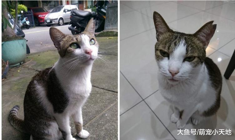 渴望家的浪喵被收编后眼神大不同，摆鄙视脸：饭呢？