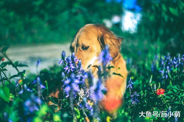 狗狗老了易过敏，而且会更严重，这5个建议希望你看看