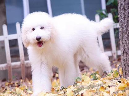 巨型泰迪长大也粘人要抱抱, 主人好像抱了只羊驼, 太搞笑了