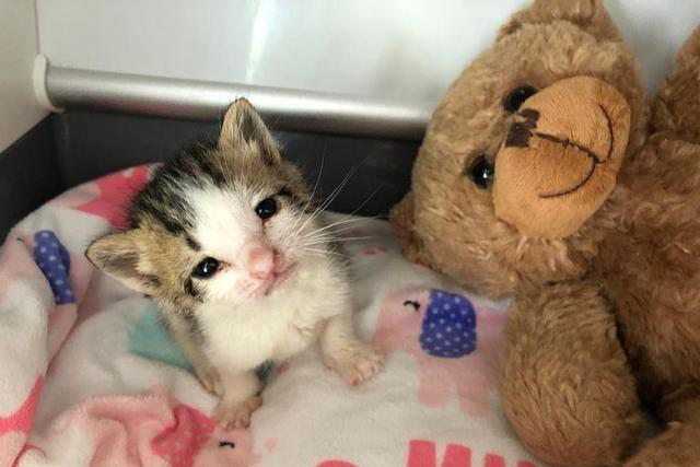 小猫出生就成流浪猫，被救助后因为害怕不敢喝奶，原住猫暖心安慰