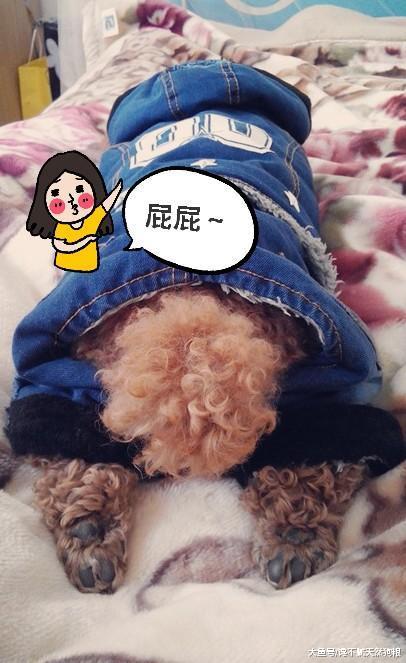 泰迪说：假如我哪天犯了错，请你千万不要打我这5个地方