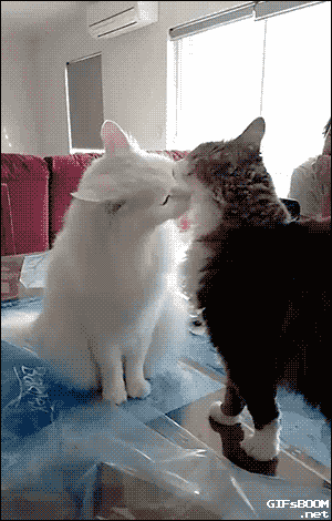 辟谣：猫咪的“美国翘臀”并不一定代表发情了，也可能是示好哦