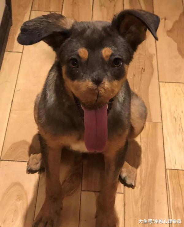 狗狗的嘴巴被炮仗炸伤，手段残忍令人发指，救援人员不忍细看