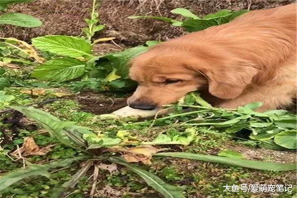 帶金毛回老家過年，沒兩天就學會拔蘿卜，真是窮人家的孩子早當家