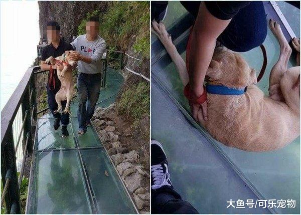 主人带狗子走玻璃桥，吓得狗子腿都软了，铲屎官不厚道的笑了