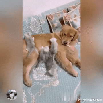 金毛今年刚满一岁，却是4个孩子的“妈妈”，主人也笑了