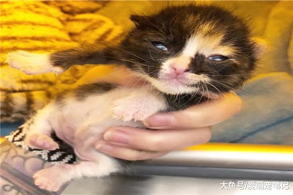 刚出生就被救助的小奶猫，脸上总是挂着可爱的微笑，心都被萌化了