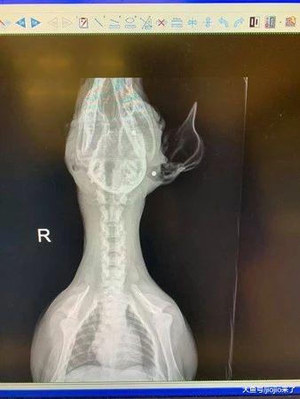 小奶狗遭变态连射三枪奇迹生还！获救后居然还有心思撒娇……