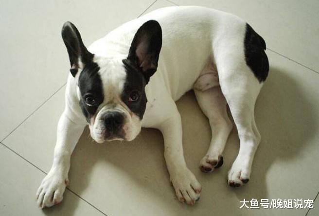 这5种狗真的很好养，哪怕你是上班族，都能把它们养好！