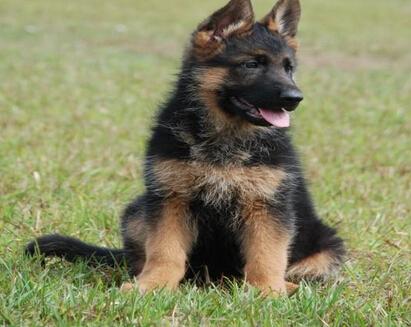 4个月大的德国牧羊犬幼犬喂养心经