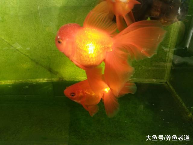 当观赏鱼患病我们已经下药了，那就是下什么药都是好药！
