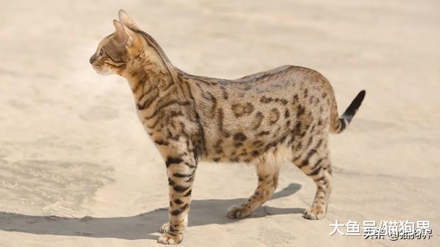 气场强大的热带草原猫，猫奴们喜欢吗？