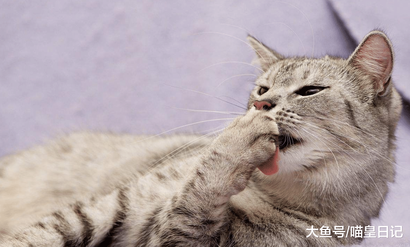 養貓過程中這四件事不要做，如果你做了，就不是合格的鏟屎官！