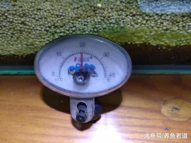 温度计碎了鱼缸水面一层煤油，观赏鱼咋办？养鱼事故要小心