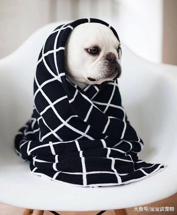 李冰冰竟然养活蜘蛛，曝光明星们的爱宠大集合！