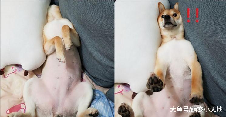 柴柴睡沙发断头仰朝天，妈大叫后窜出惊恐兔脸：你干嘛？