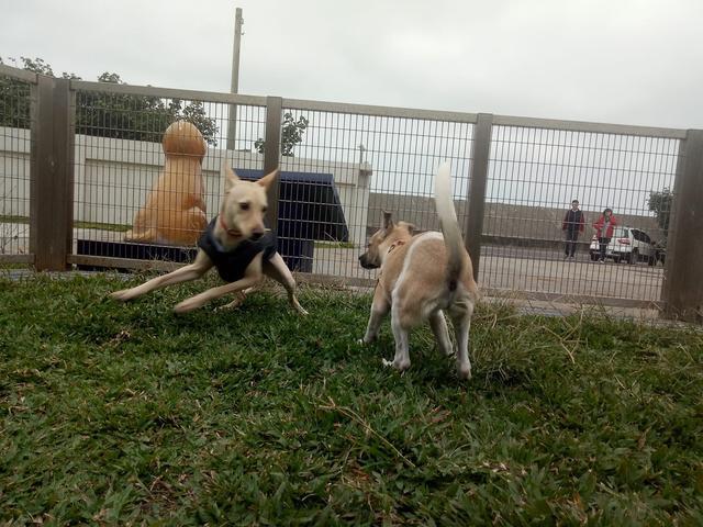 因狗狗有分离焦虑想要弃养, 两小时后接回狗狗, 哭着向狗狗认错