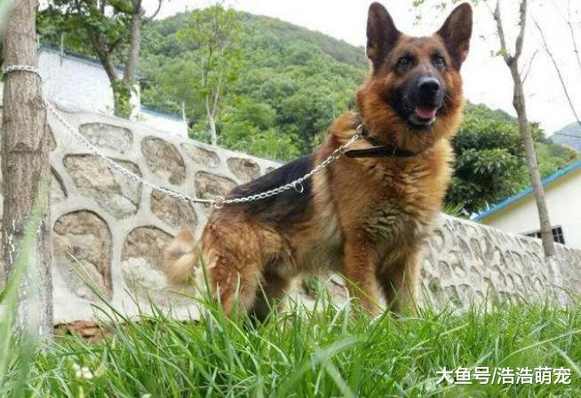 德牧曾很受欢迎，如今为什么养的人越来越少？原因很现实