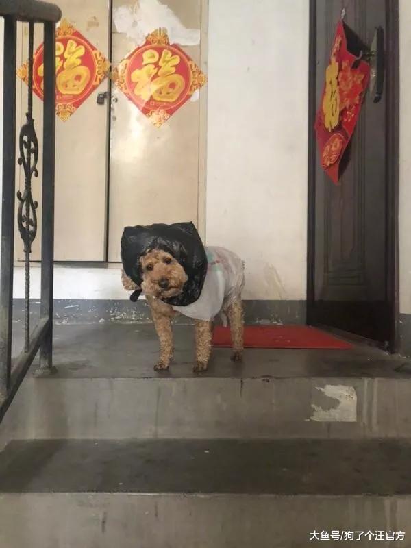 姥姥怕狗淋到雨，给整成这样，这也太好笑了