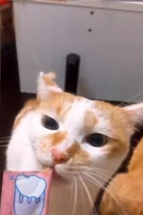 有吃的就翻脸不认人，猫咪为抢吃的痛击姐妹，连橘胖都被它打服