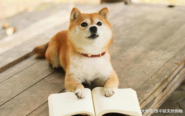 不养“柴犬”的人, 根本不知道这“5大好处”!