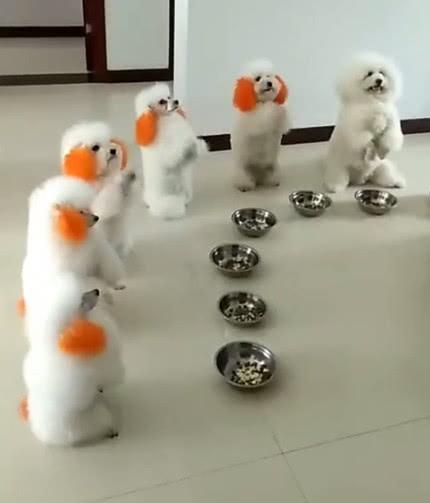 一群狗狗排队吃饭, 主人一声令下结果傻眼了, 不按套路出牌!