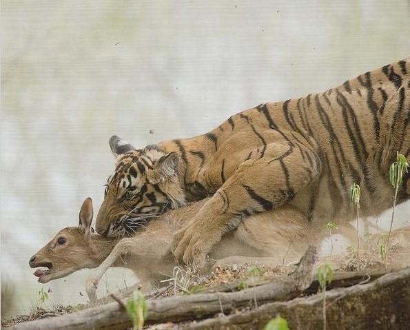 老虎吃过熊猫吗？历史上大熊猫曾与华南虎长期共存过
