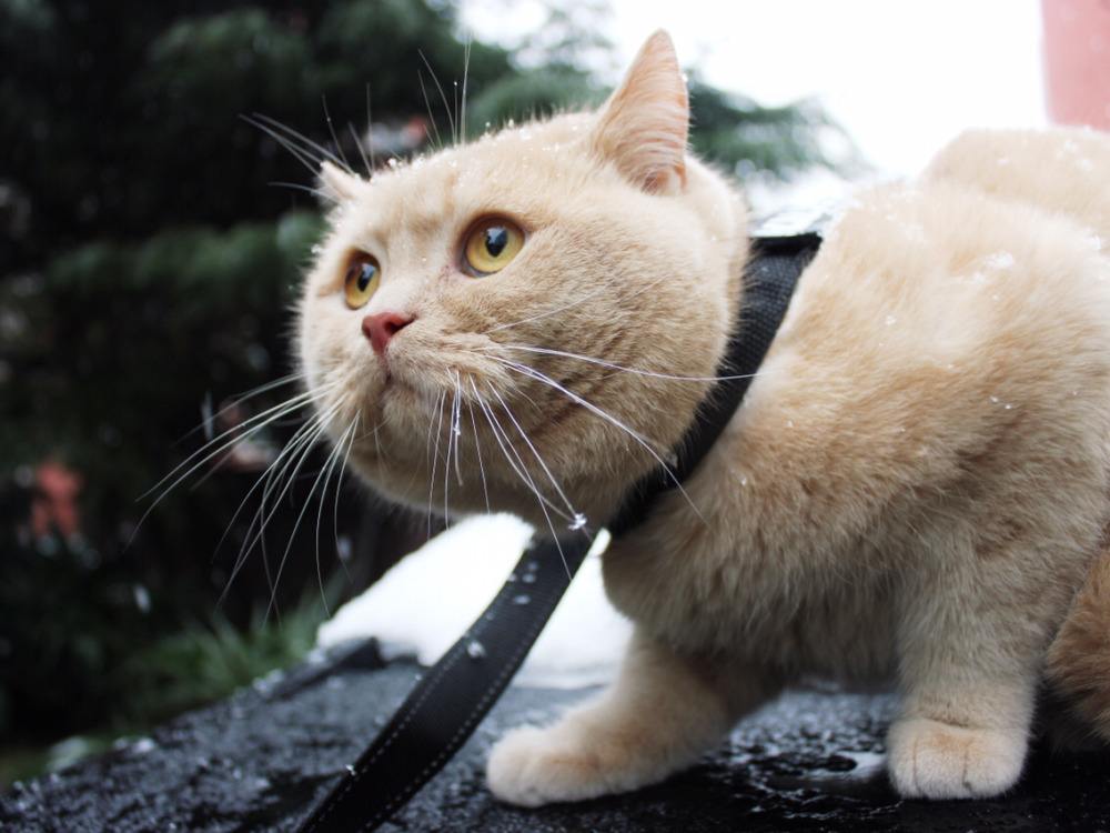 猫咪也要散步, 中年“宅猫”可能产生焦虑幻觉, 遛猫的学问很大!